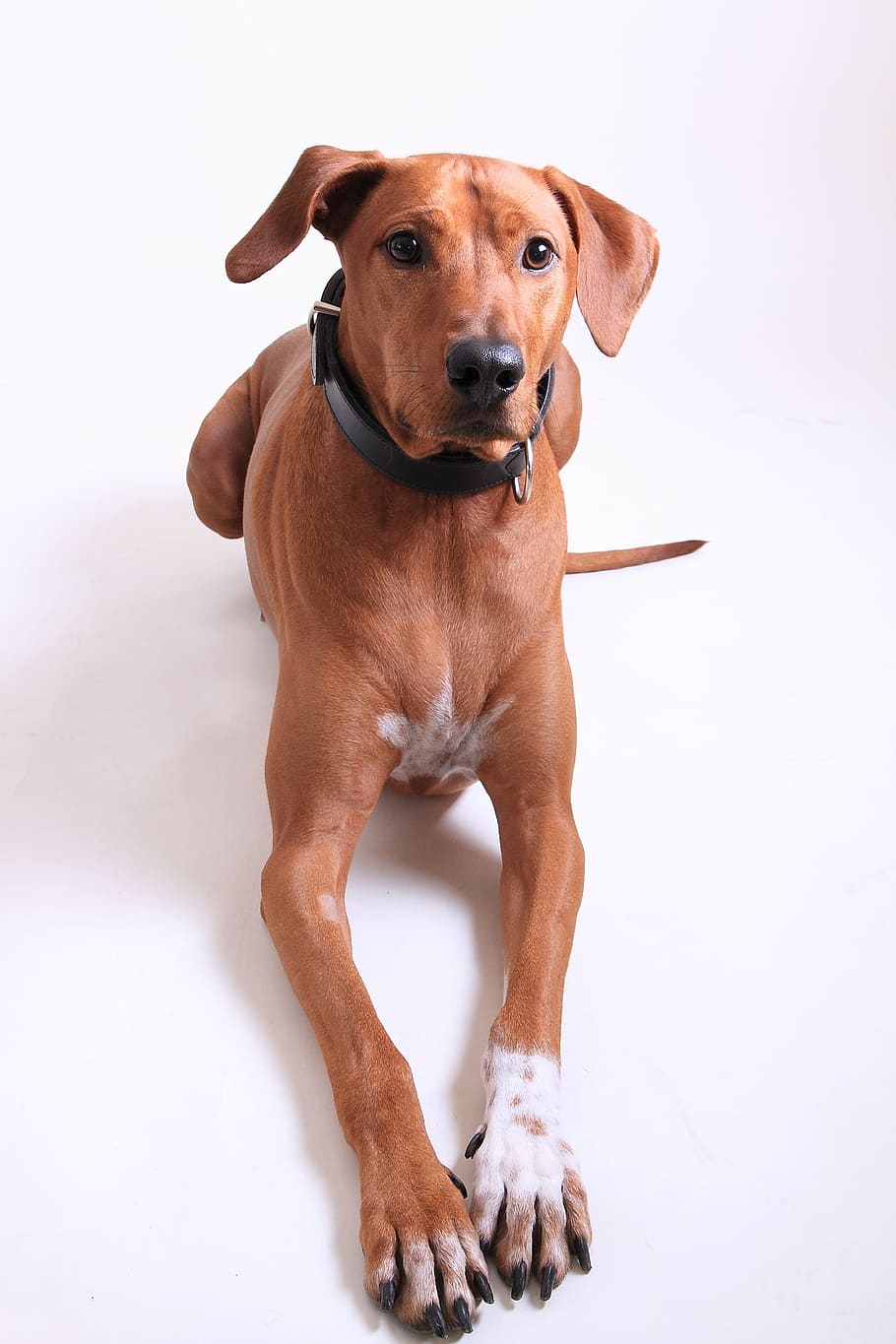 adult redbone coonhound laying on white surface, Rhodesian Ridgeback, HD wallpaper