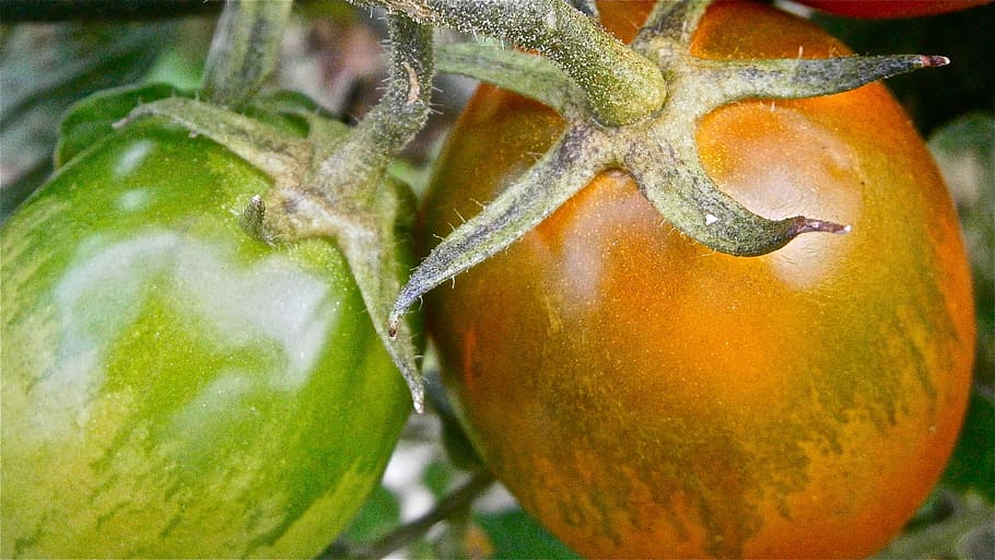 fruit, tomato, vegetable, nature, vegetables, food and drink HD wallpaper