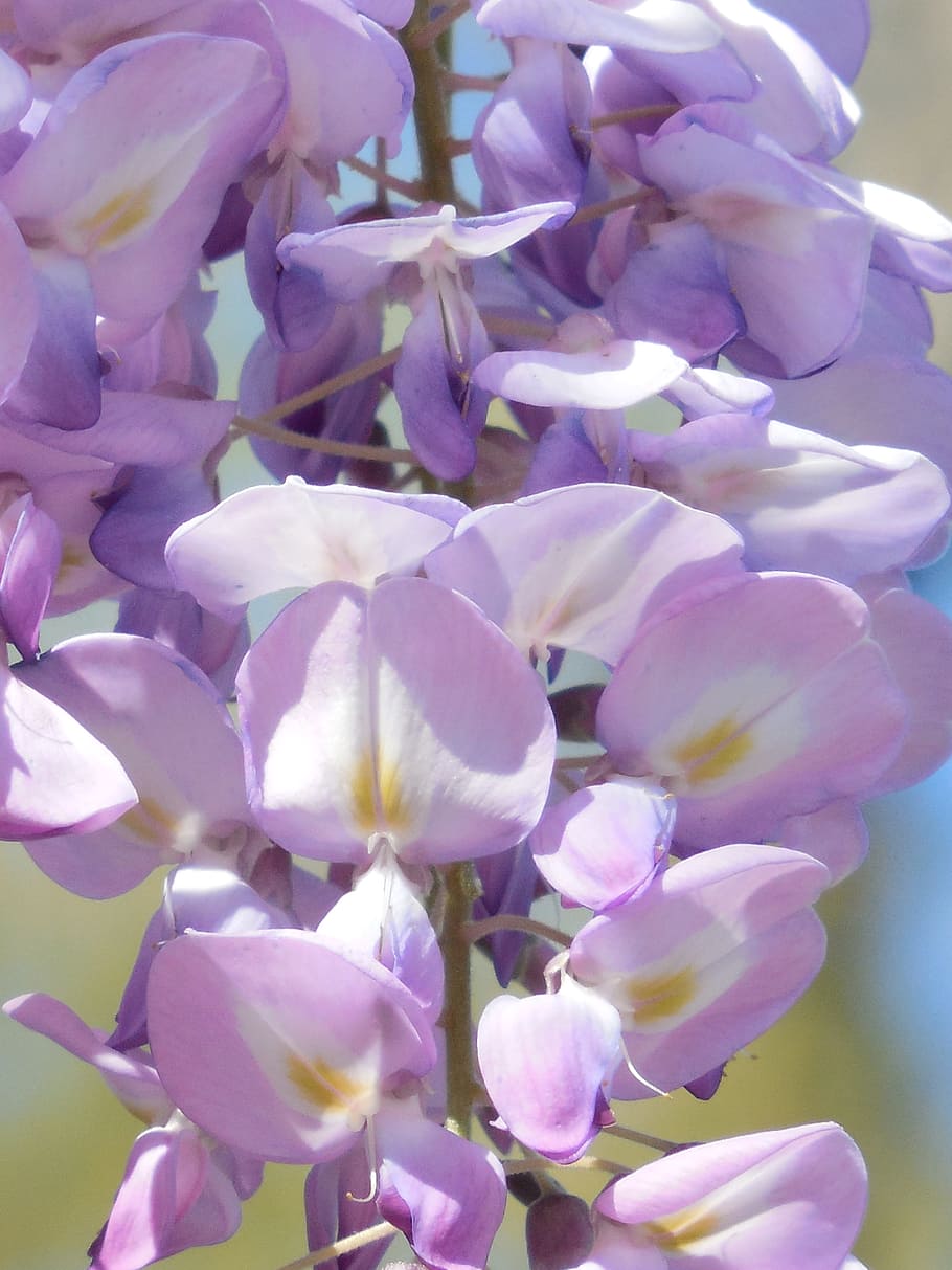 wisteria, bloom, purple, flower, white, lilac, spring, violet, HD wallpaper