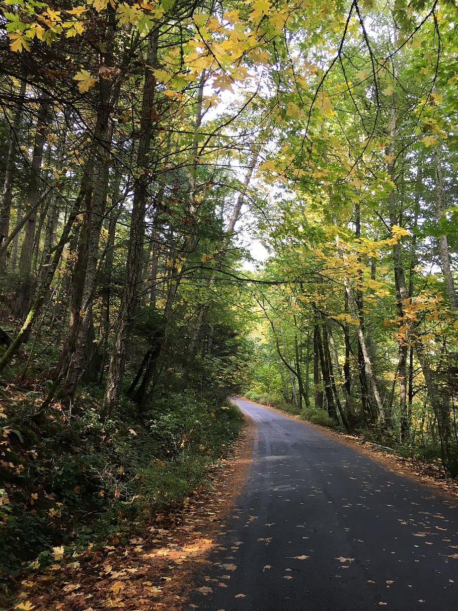 road, path, forest, autumn, journey, tree, nature, travel, street HD wallpaper