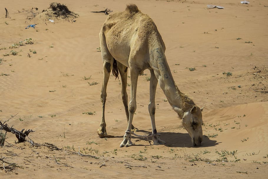 Camel, Desert, Deserts, Africa, camels, bedouin, hot, dromedary, HD wallpaper