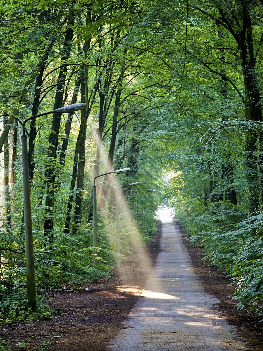 light cone, forest, green, close, nature, tree, plant, land HD wallpaper