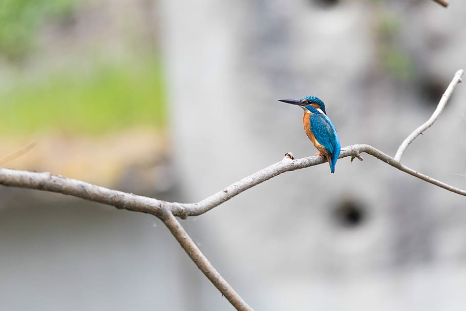 animal, background, beak, beautiful, beautiful kingfisher, beauty HD wallpaper