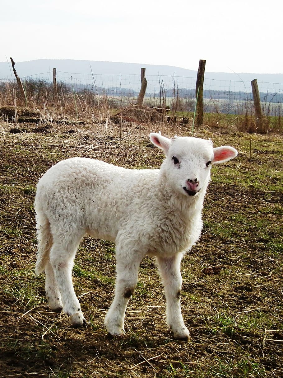 sheep, lamb, meadow, schäfchen, wool, cute, agriculture, spring HD wallpaper