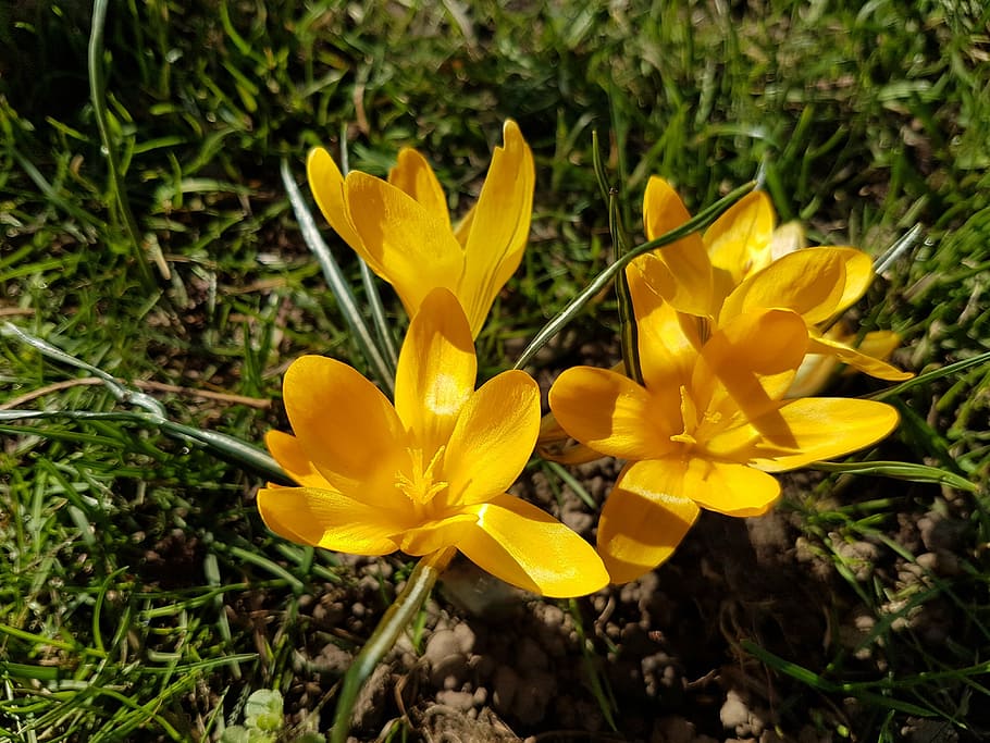 flowers, spring, crocus, flowering plant, fragility, vulnerability HD wallpaper