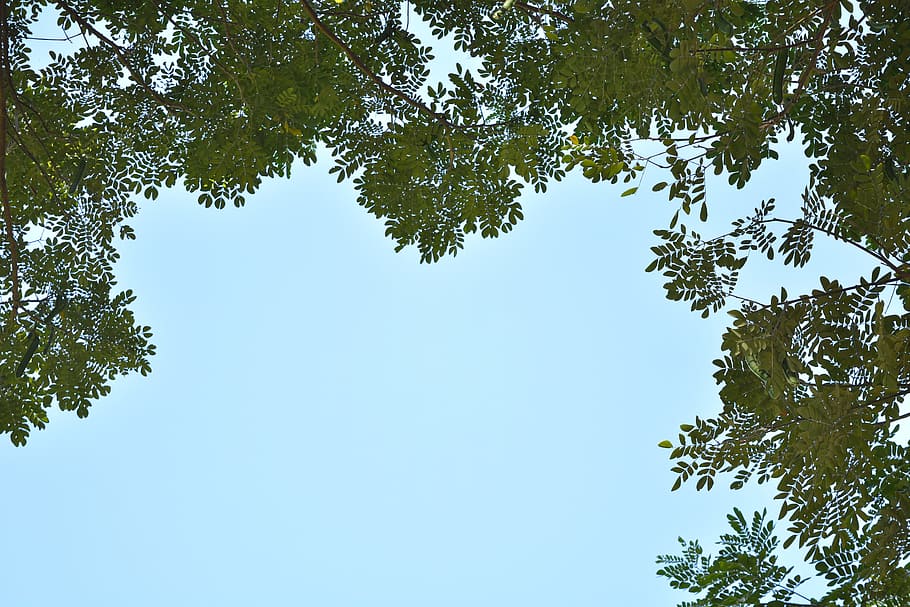 green leaves under blue sky, Tree, Natural, sky tree, pine tree HD wallpaper