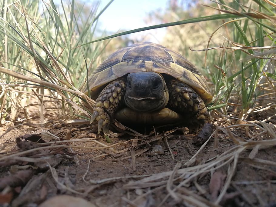 turtle, tortoise, turtles, animal themes, one animal, animal wildlife HD wallpaper