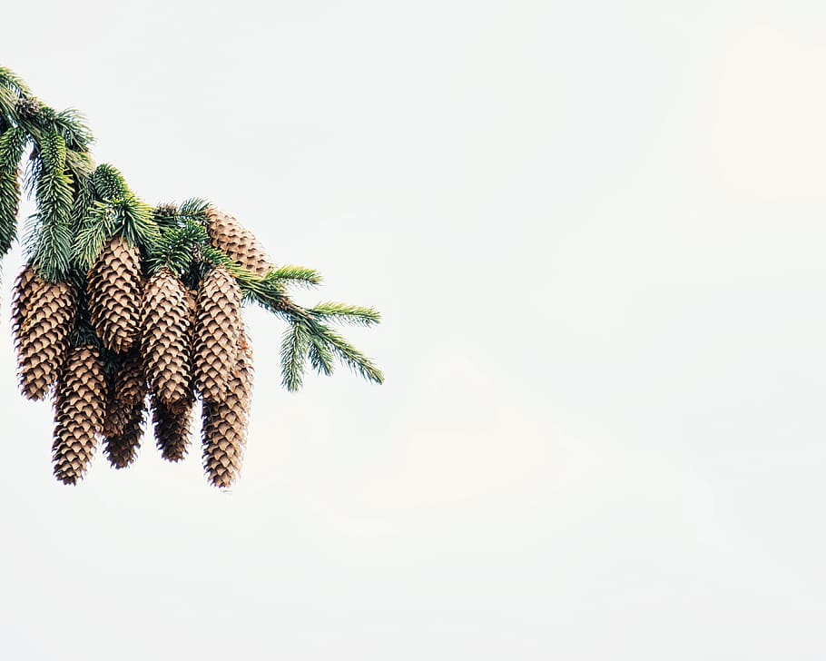 pine, cone, tree, plant, copy space, studio shot, white background HD wallpaper
