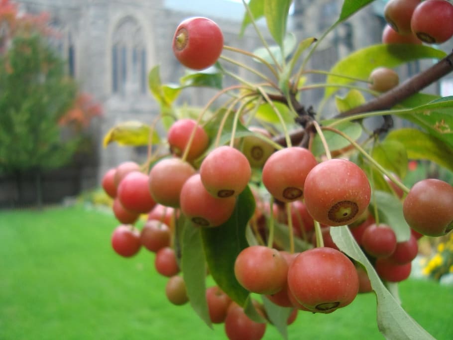 berries, red, fruit, food, food and drink, healthy eating, plant HD wallpaper