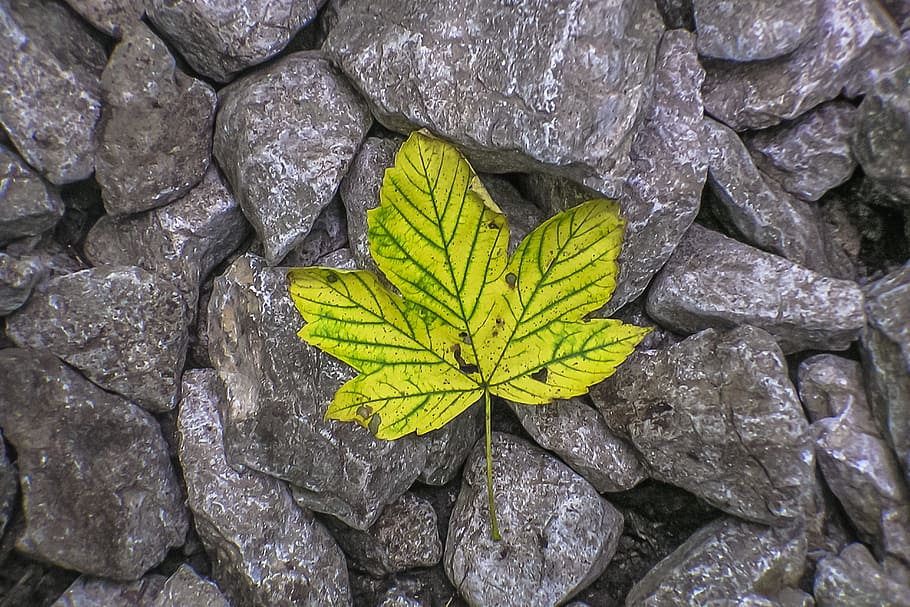 letter, stones, priroda, solid, leaf, plant part, nature, day HD wallpaper
