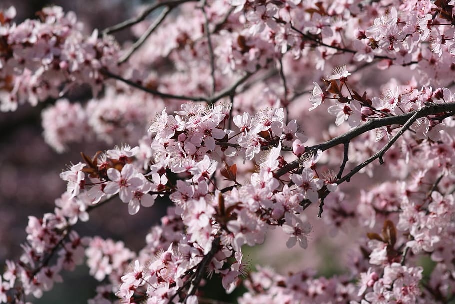 cherry, tree, flower, branch, season, spring, flowering plant HD wallpaper