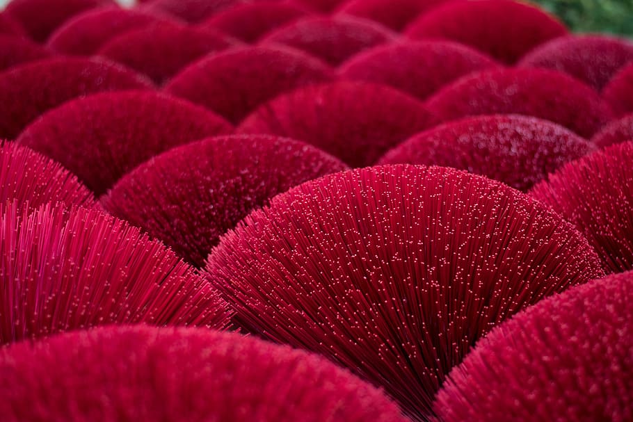 shallow focus photo of red plants, macro photography of red leafed plant HD wallpaper