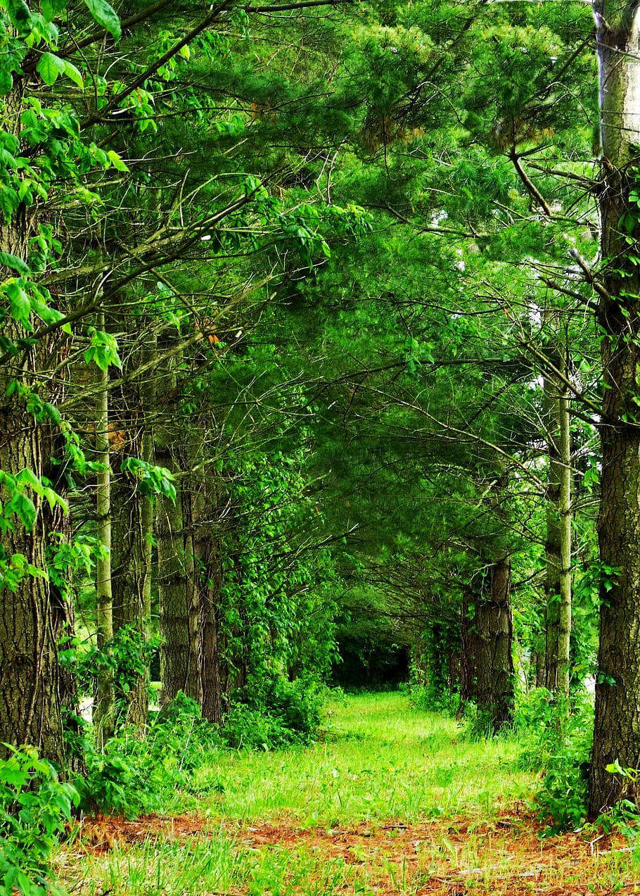 alley in between row of trees, Trail, Forest, Nature, Path HD wallpaper
