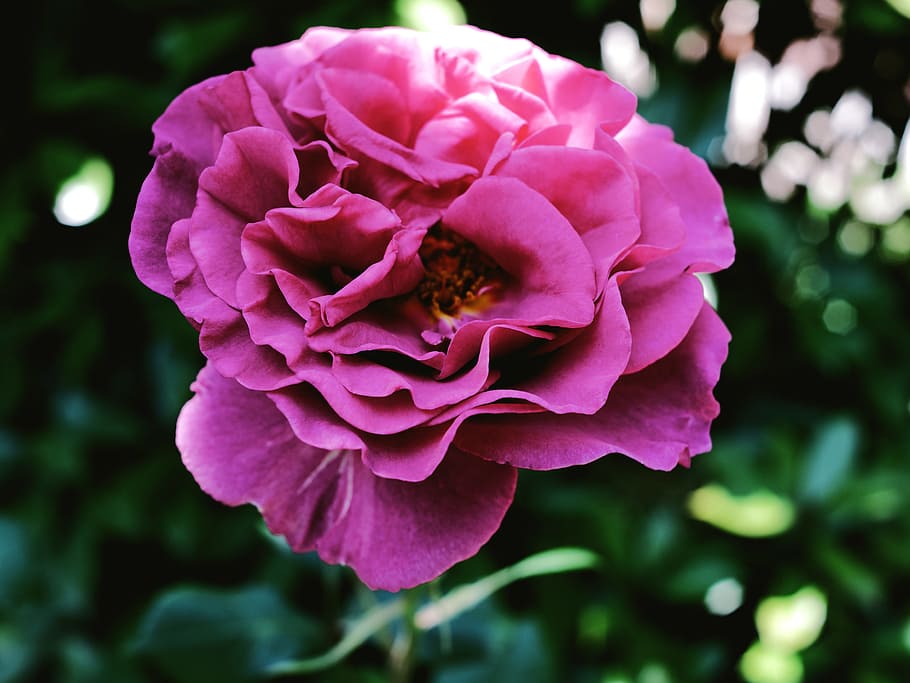 flowers, rosa, violet, flowering plant, petal, freshness, vulnerability HD wallpaper