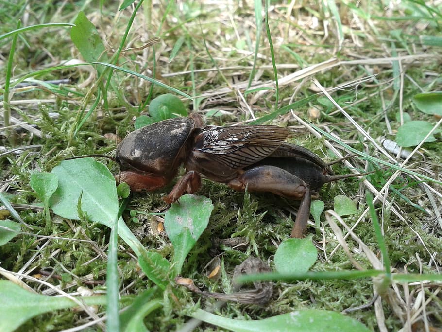 turkuć, podjadek, nature, insect, pest, animal, wildlife, brown HD wallpaper