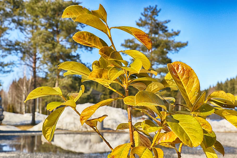 leaf, nature, tree, outdoors, flora, plant part, yellow, growth HD wallpaper