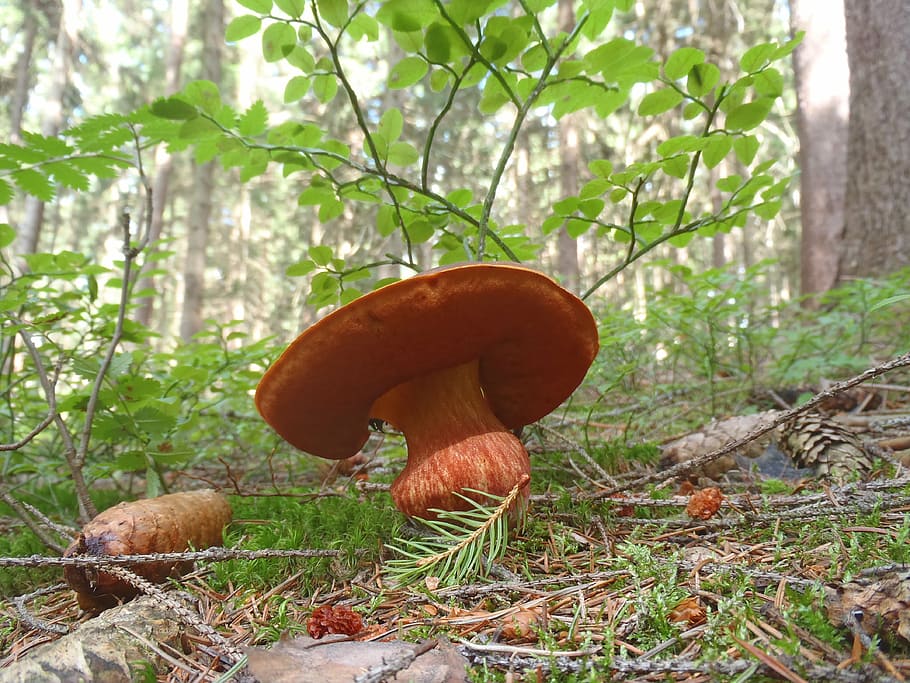 fungus, boletus, mushroom picking, food, nature, forest, autumn, HD wallpaper