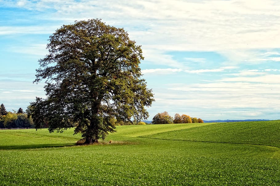tree, individually, landscape, chiemgau, bavaria, nature, meadow HD wallpaper