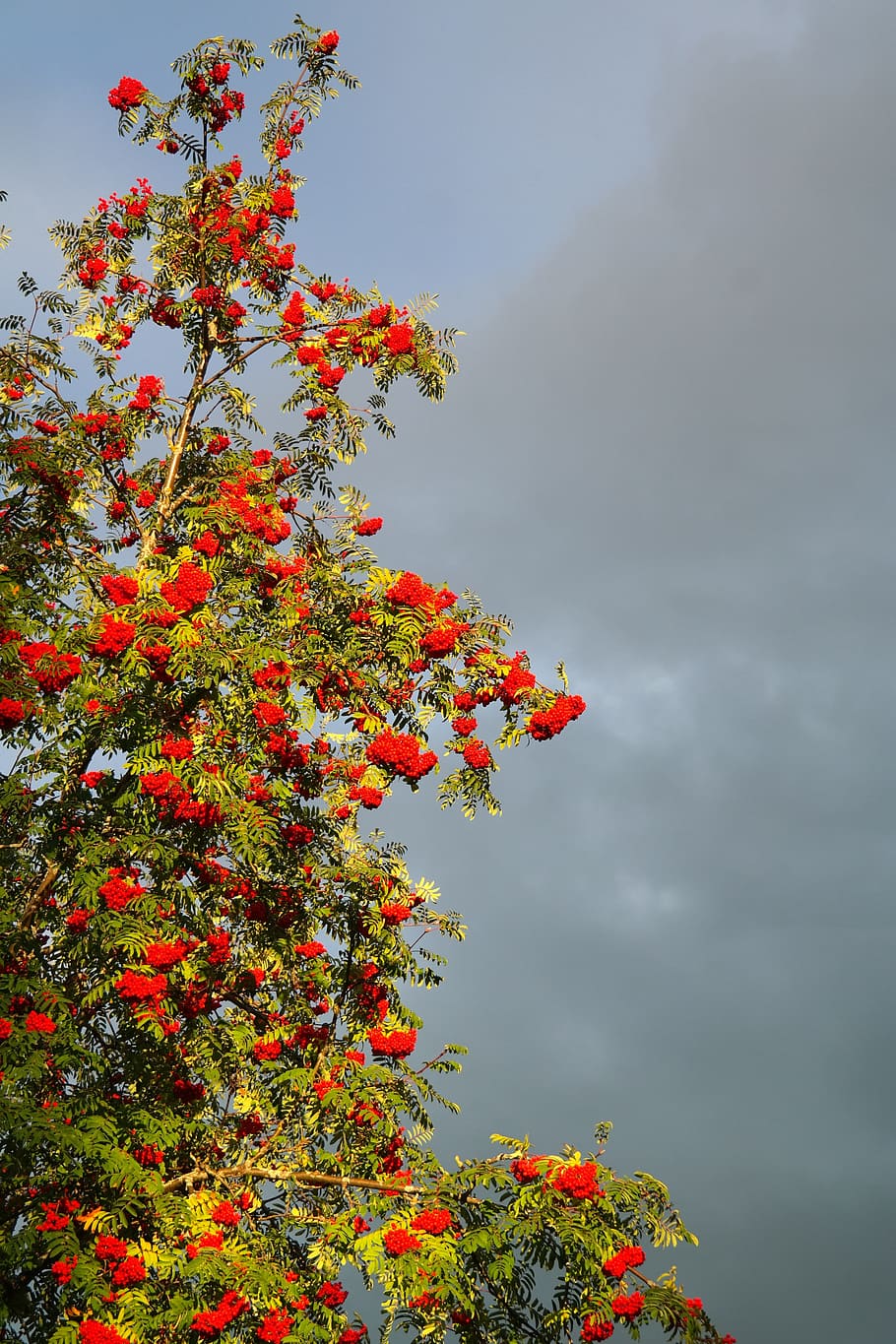 mountain ash, berries, red, rowan, sorbus aucuparia, pyrus aucuparia HD wallpaper