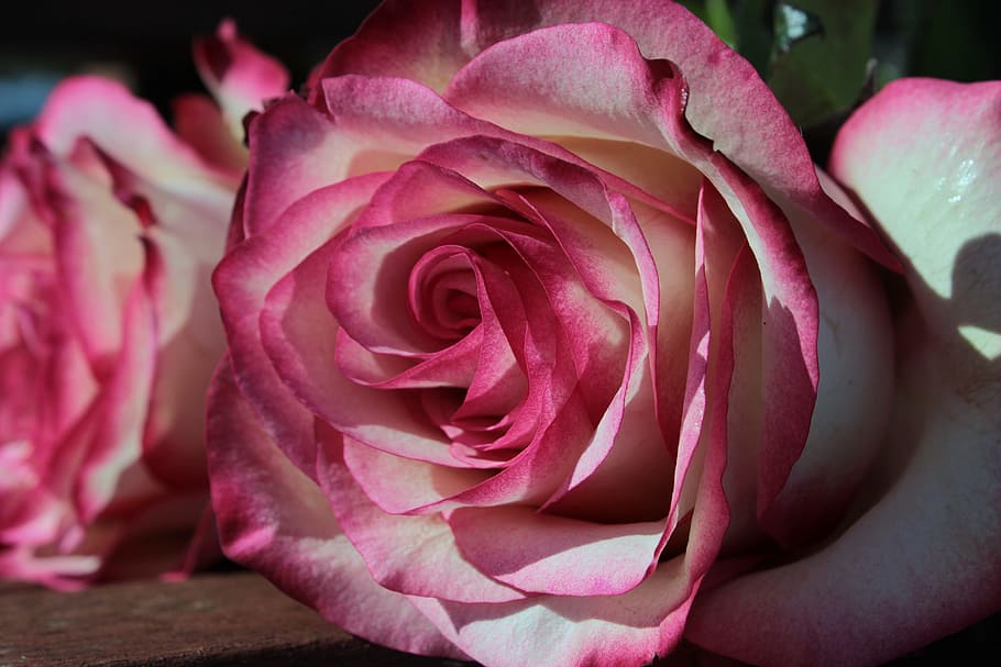 rose, pink and white, blossom, bloom, flower, rose bloom, fragrant rose, HD wallpaper