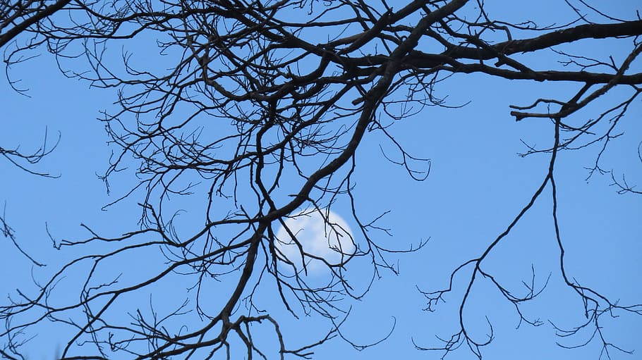 dusk, moon, tree, sky, silhouette, branch, bare tree, plant HD wallpaper