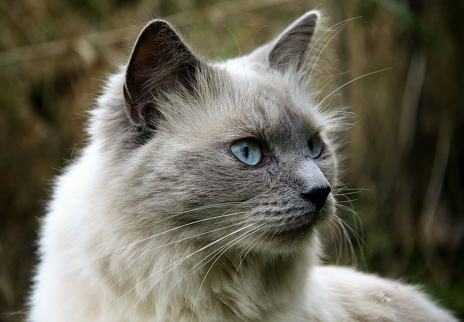 selective focus photography of Himalayan cat, animal, cat eyes, HD wallpaper