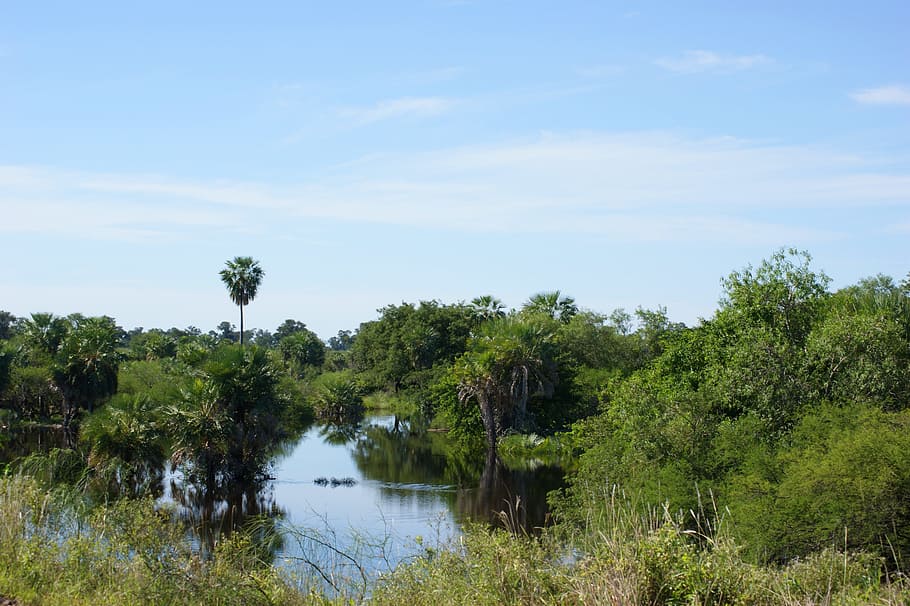 green bush, Swamp, Wetland, Jungle, Water, Nature, paraguay, south america, HD wallpaper