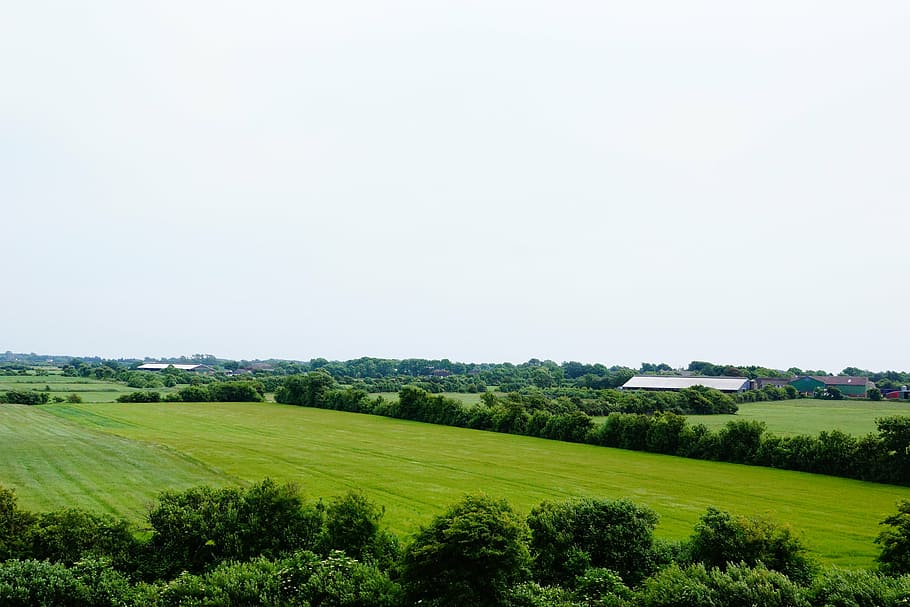 landscape, meadow, tree, horizon, plant, green color, environment HD wallpaper