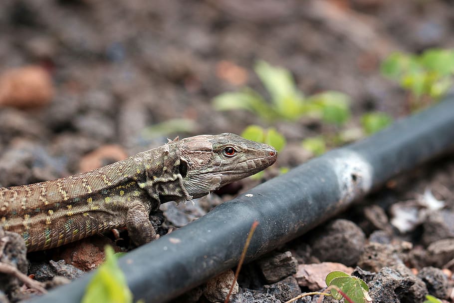 the lizard, eyes, closeup, gad, skin, nature, animal, macro HD wallpaper