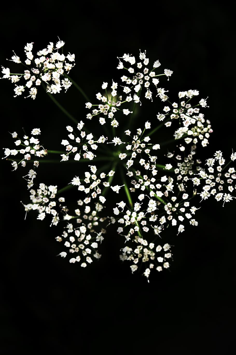 Flower, Macro, White, black, green, background, light, plants HD wallpaper