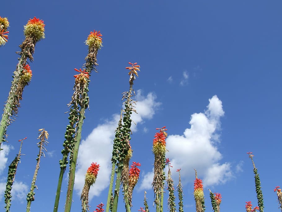 summer, flower, clouds, plant, blossom, bloom, blue, shrub HD wallpaper