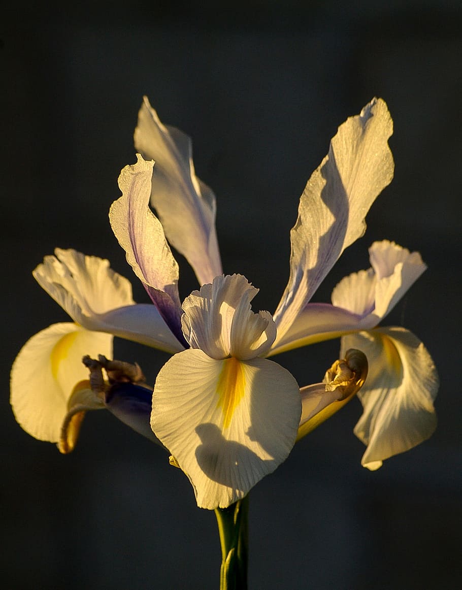 Iris, Flower, White, Sunny, Garden, australia, petal, flower head HD wallpaper