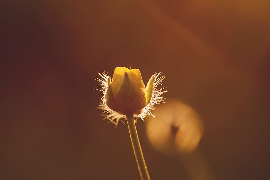 light, nature, summer, garden, backlit, bloom, blur, bright, close-up HD wallpaper