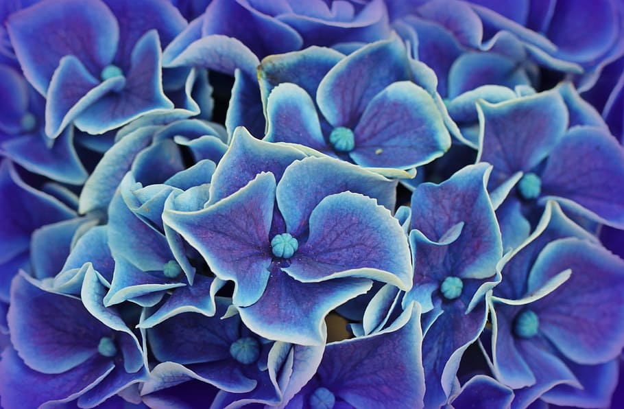 blue-and-white flowers, hydrangea, hydrangea flowers, blossom HD wallpaper