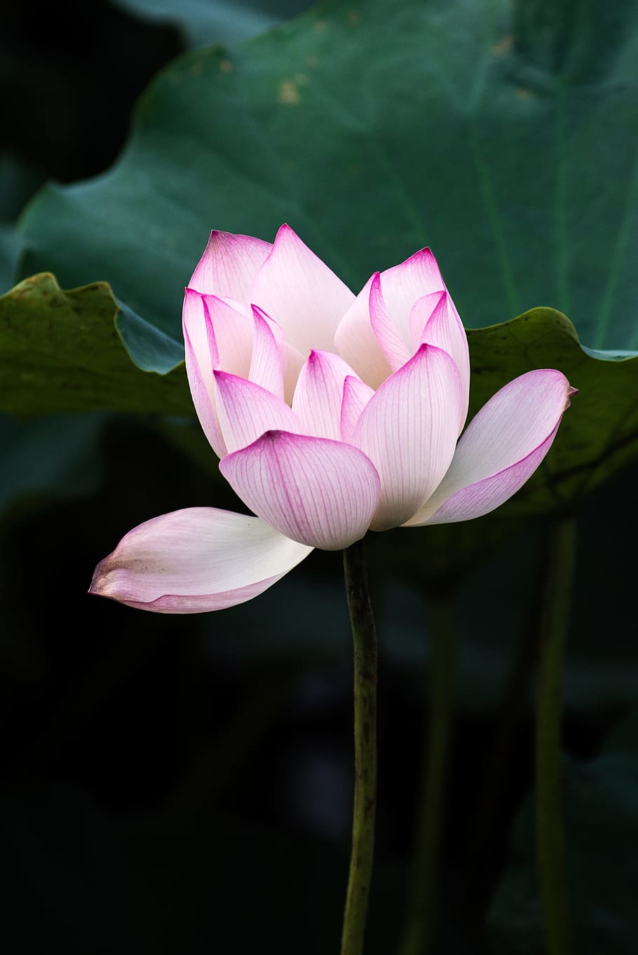 Lotus, Canton, summer, water Lily, lotus Water Lily, nature HD wallpaper
