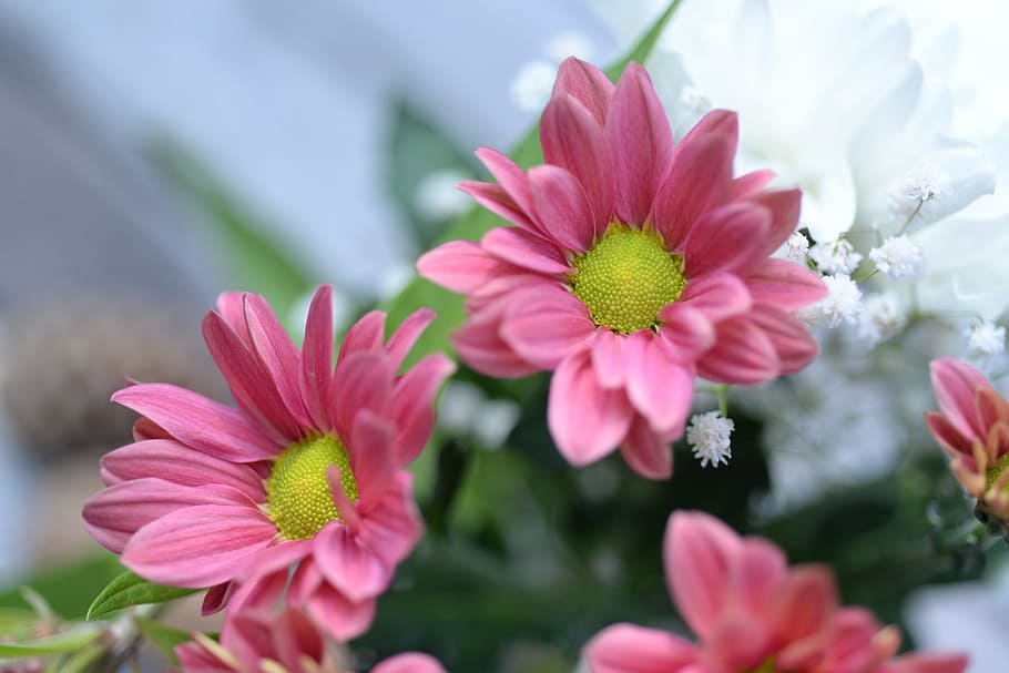 little, pink, flowers, cute, sweet, wedding, green, leaf, bloom HD wallpaper