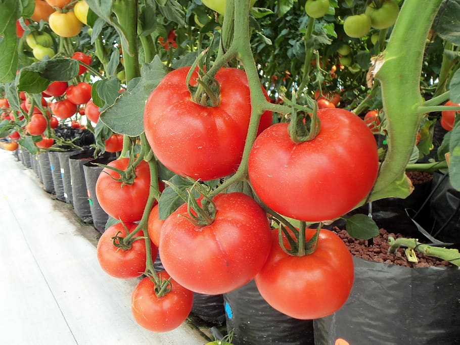 tomatoes, vegetables, fruit, pepper, red, nature, green, healthy HD wallpaper