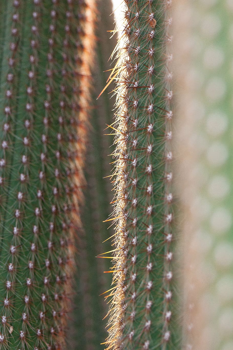 cactus, cactaceae, prickly, rip, thorns of means of, plant HD wallpaper