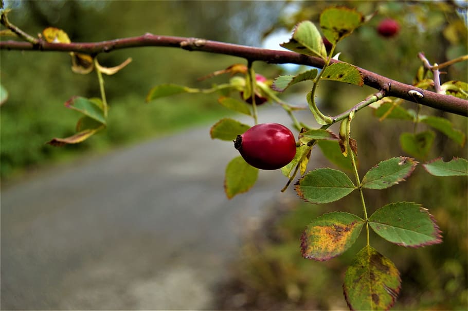 hip, bush, path, red, twig, foliage, fruit, food and drink HD wallpaper