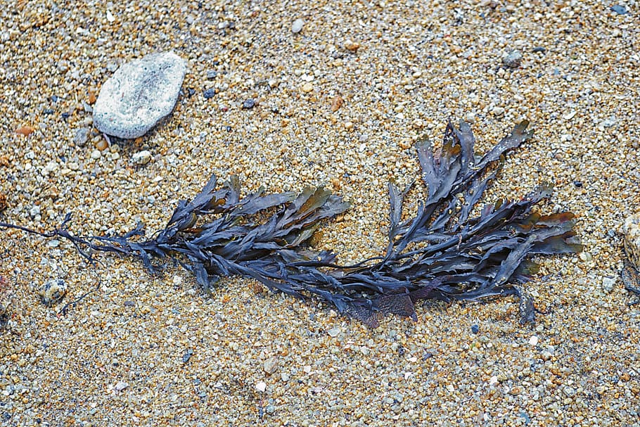 Algae, Beach, Sand, Sand, Sea, Nature, Seaside, maritime, underwater HD wallpaper