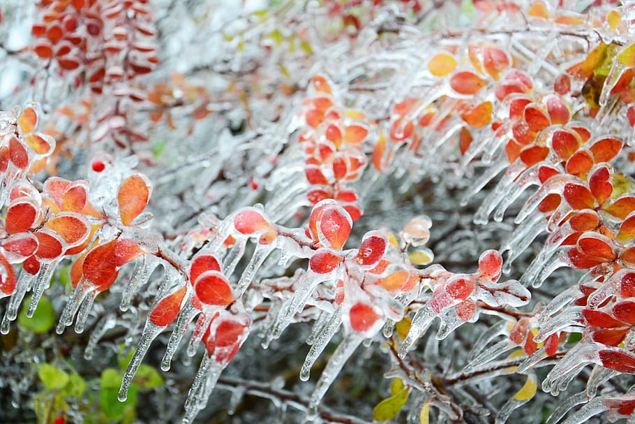 red petal flower covered with ice, winter, frost, nature, plant HD wallpaper
