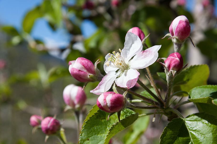 macro shot photography of white-and-pink Apple blossoms, bloom HD wallpaper