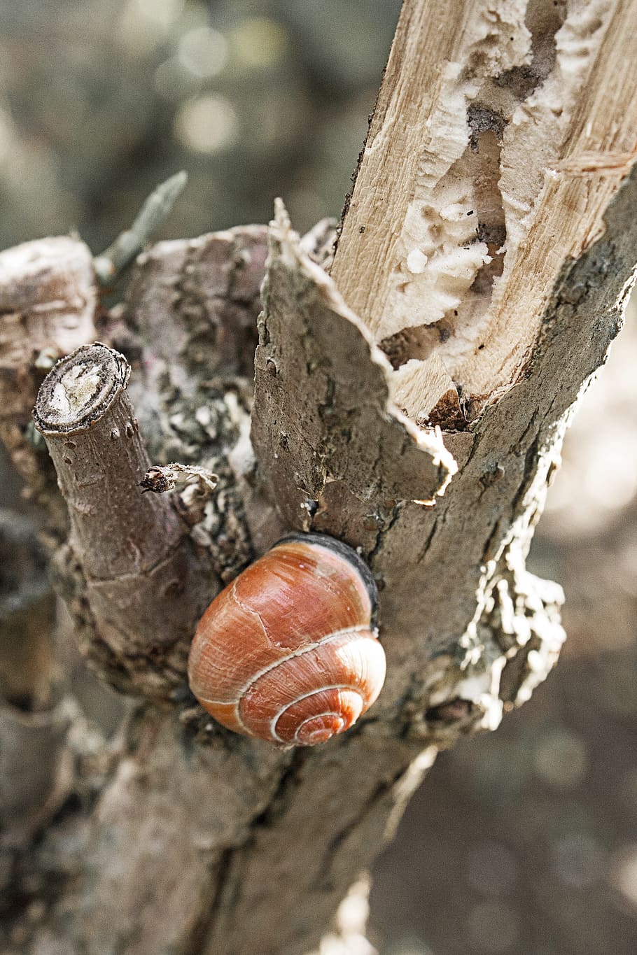 snail, snails, nature, log, wood, tribe, bark, tree, autumn HD wallpaper