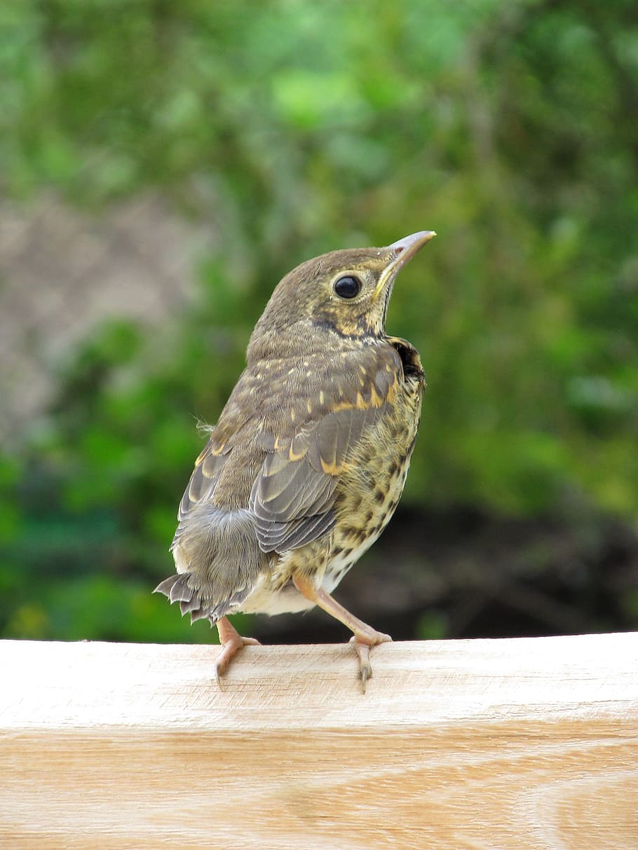 bird, thrush, launchy, nature, animal themes, one animal, animal wildlife HD wallpaper