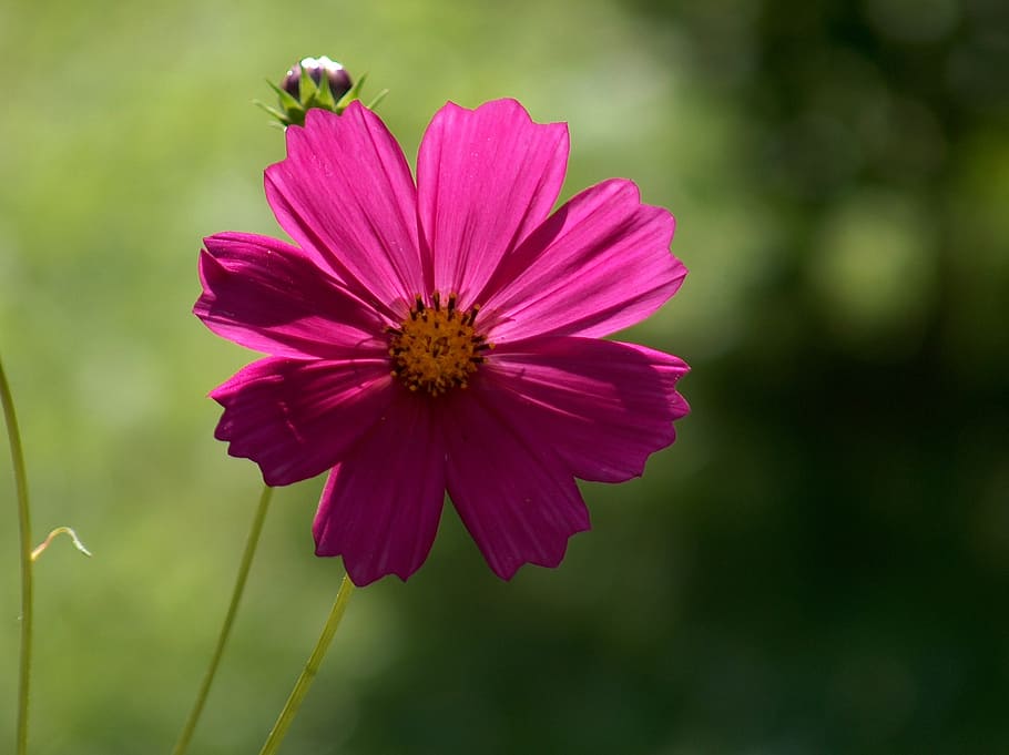 space, flower, garden, macro, a garden plant, flowering plant HD wallpaper