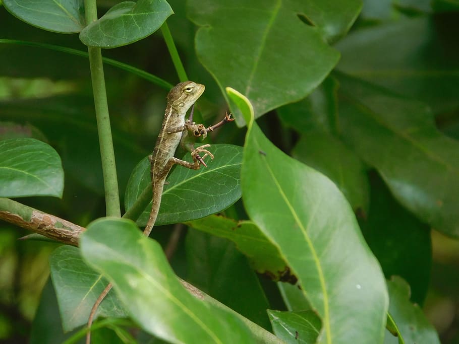lizard, leaves, forest, small, cute, plant part, leaf, animal HD wallpaper