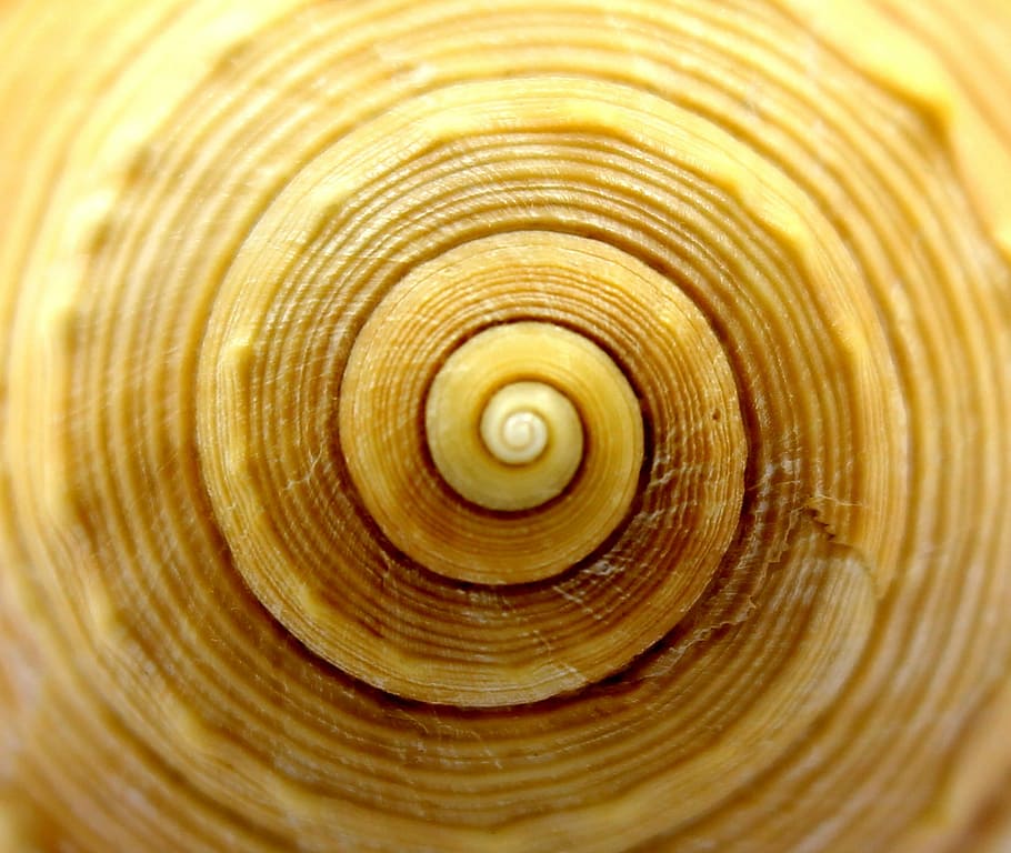 micro photography of brown snail shell swirl, seashell, spiral