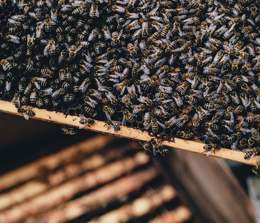Bee hive, bees in beehve, wasp, insect, honey, wood - material HD wallpaper