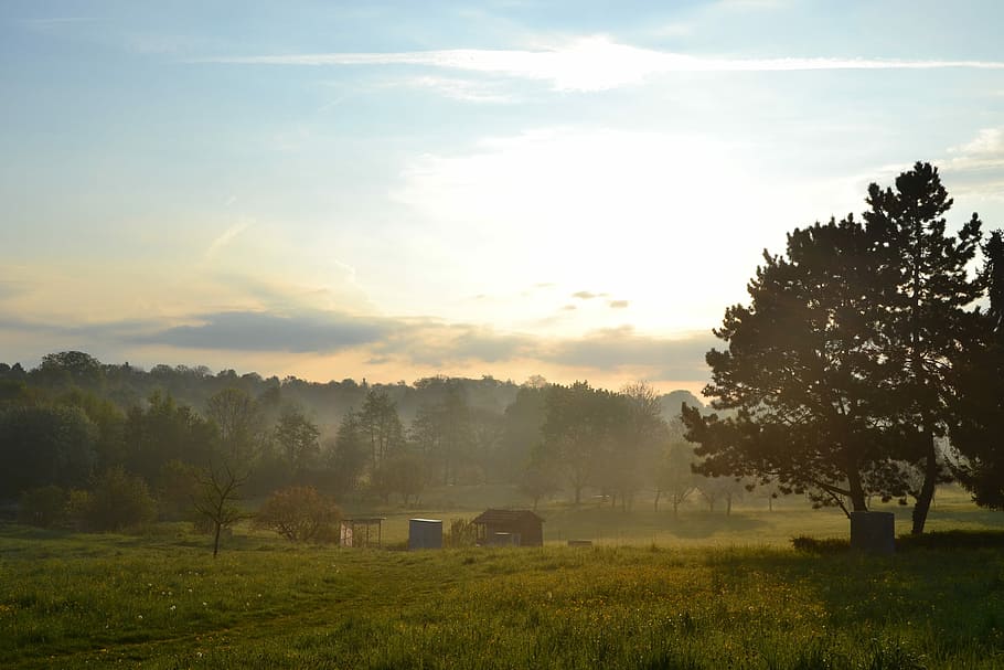 Sun, Tree, Blue, Sky, Sky, Landscape, Morning, nature, field HD wallpaper