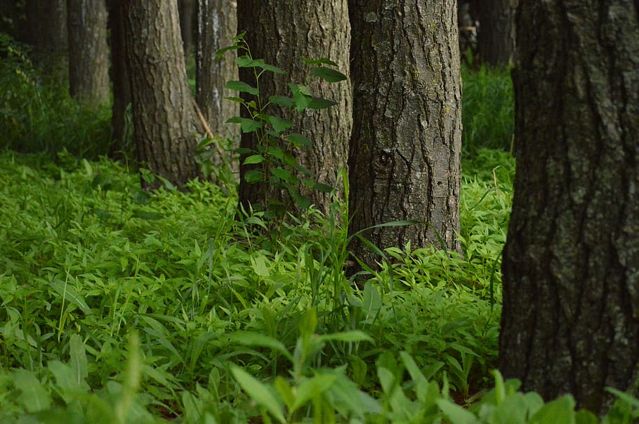 Rows, Trees, Nature, Plant, Grass, green, rural, greenery, bark HD wallpaper
